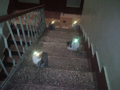 cursed image cats