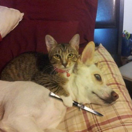 cursed image cat and dog